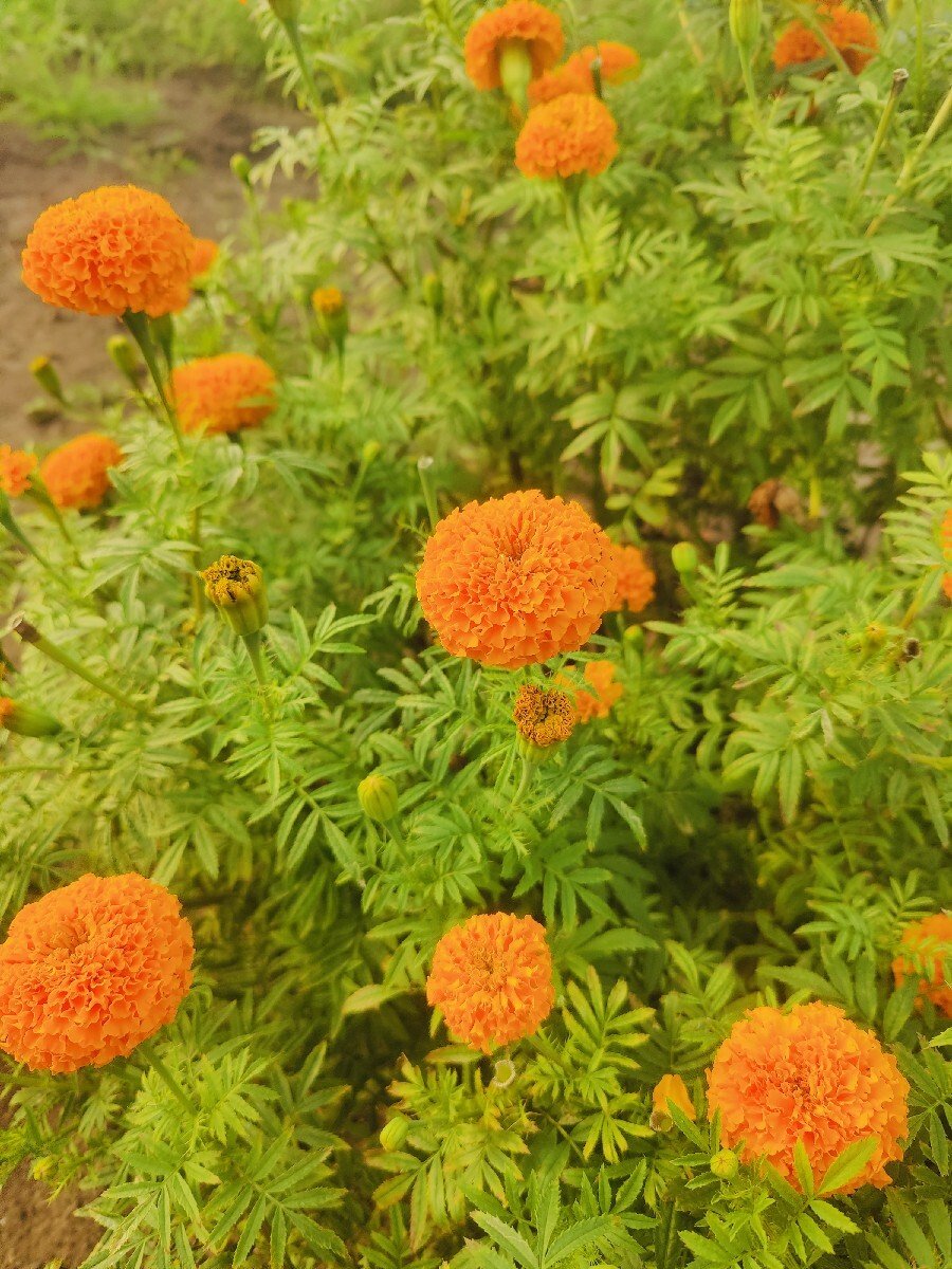 ગલ ફોટા ના ફુલ