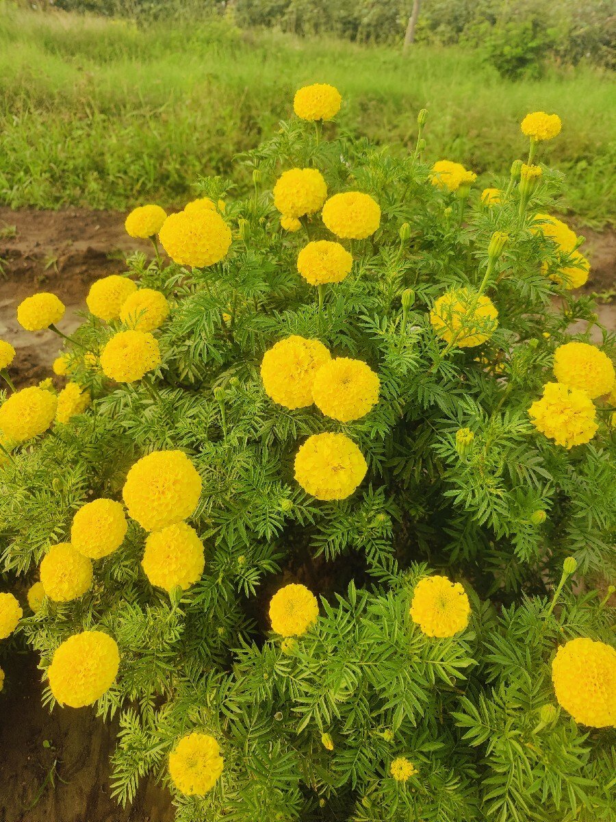 ગલ ફોટા ના ફુલ