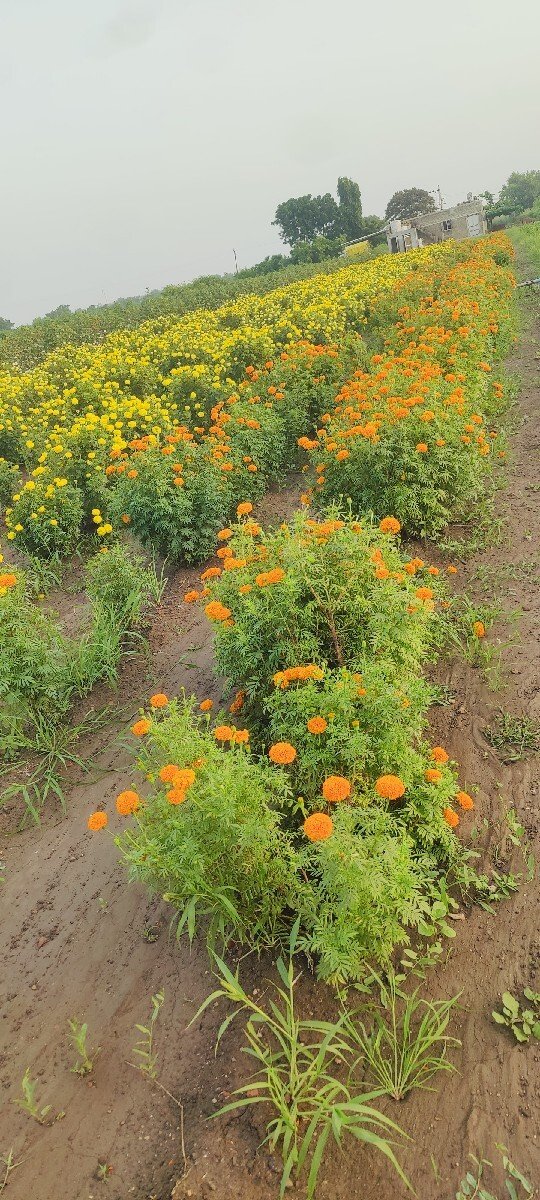 ગલ ફોટા ના ફુલ