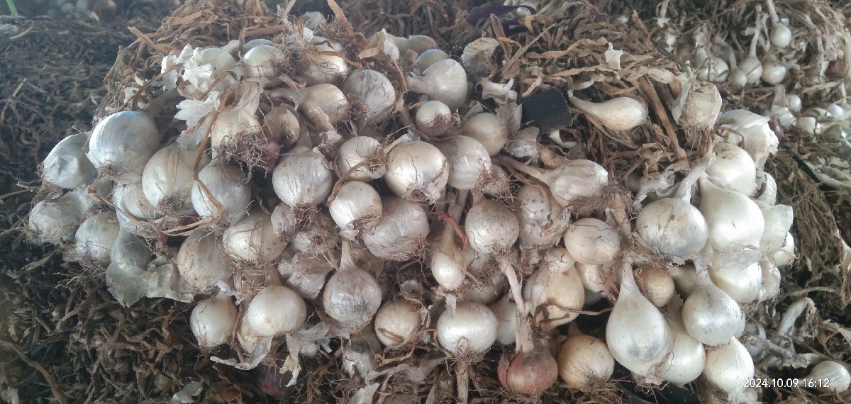 ડુગળ ની કળી અથવા કાજી