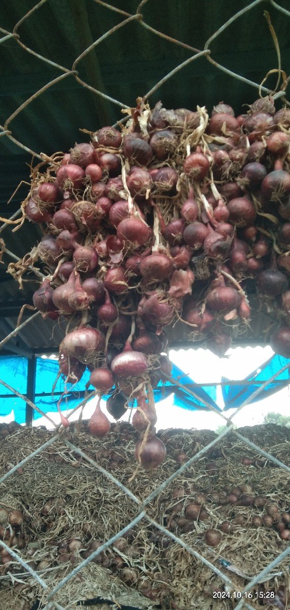 ડુગળ ની કળી અથવા કાજી