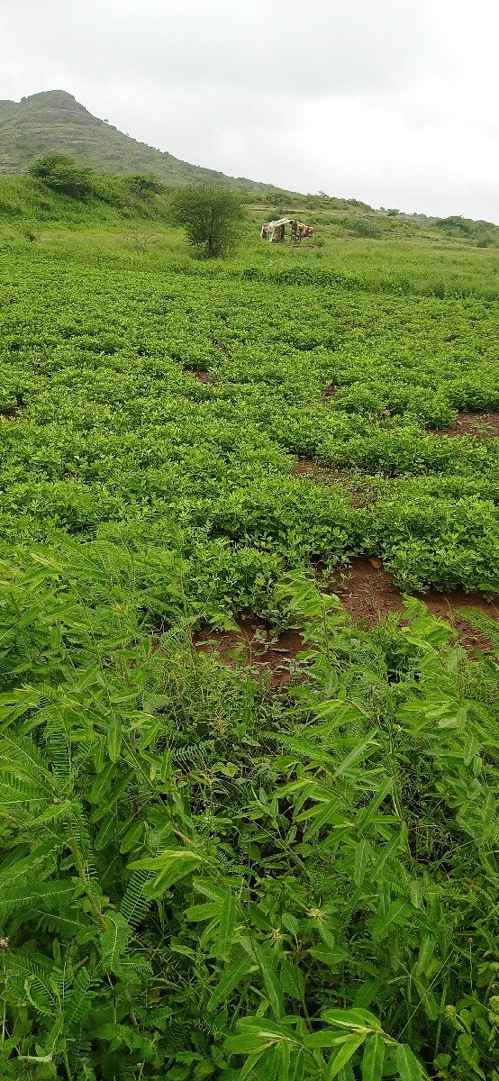 જુના માં સોલાર જોયે છે