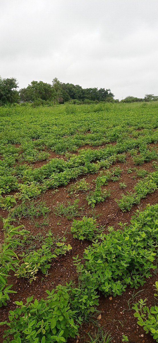જુના માં સોલાર જોયે છે
