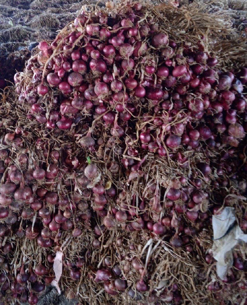 લાલ કાંજી