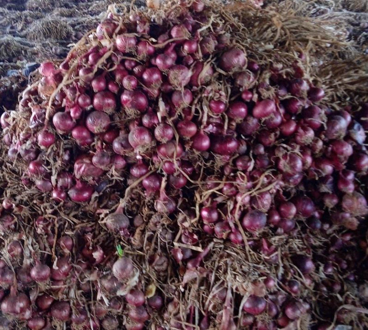 લાલ કાંજી