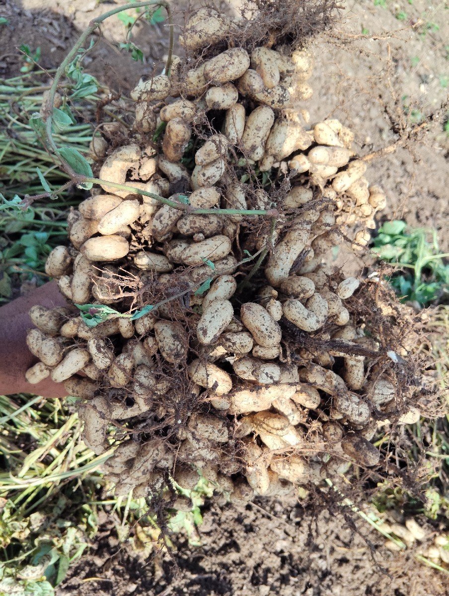 બિયારણ