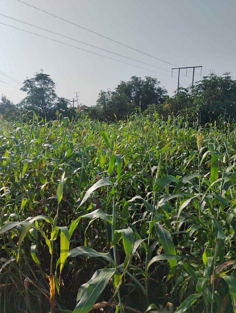 લીલી જુવાર વેચવાની છે.