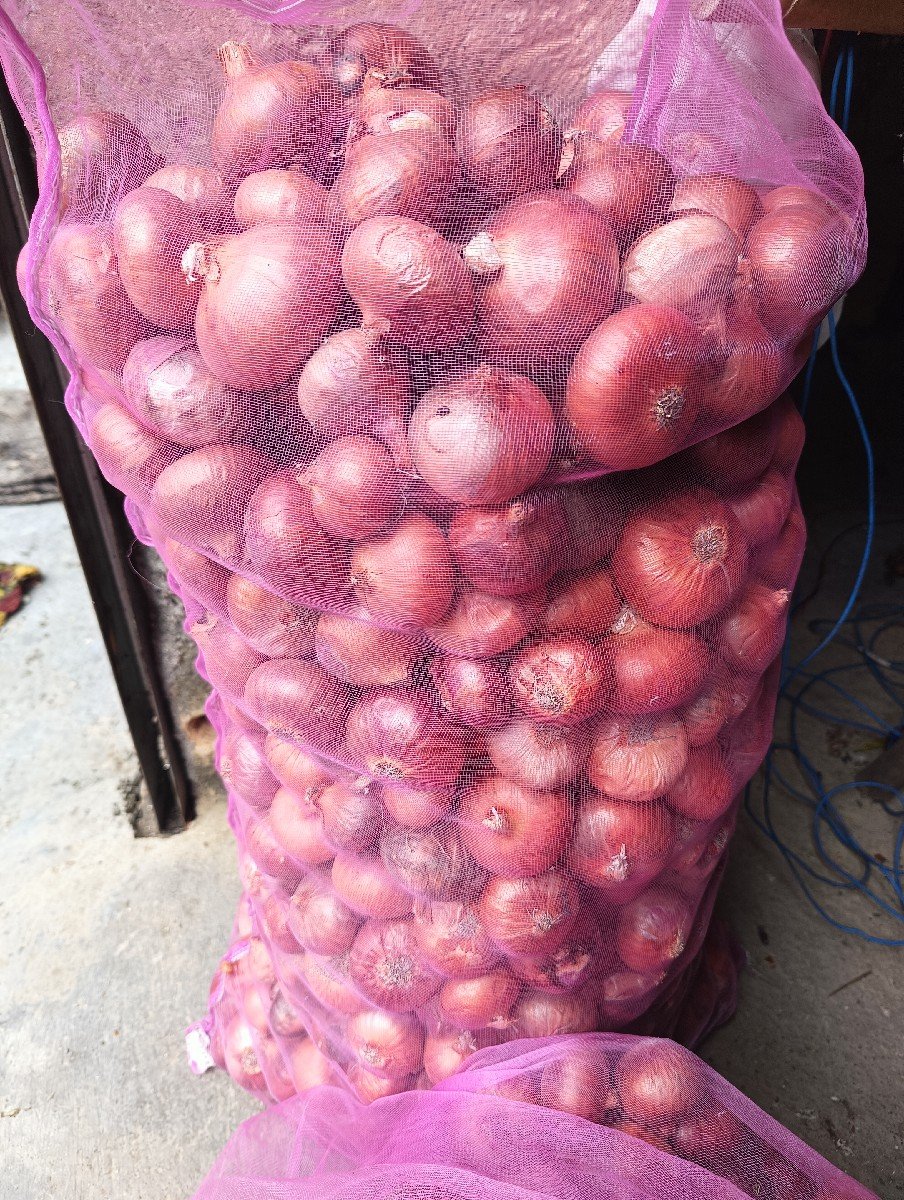 ડુંગળી