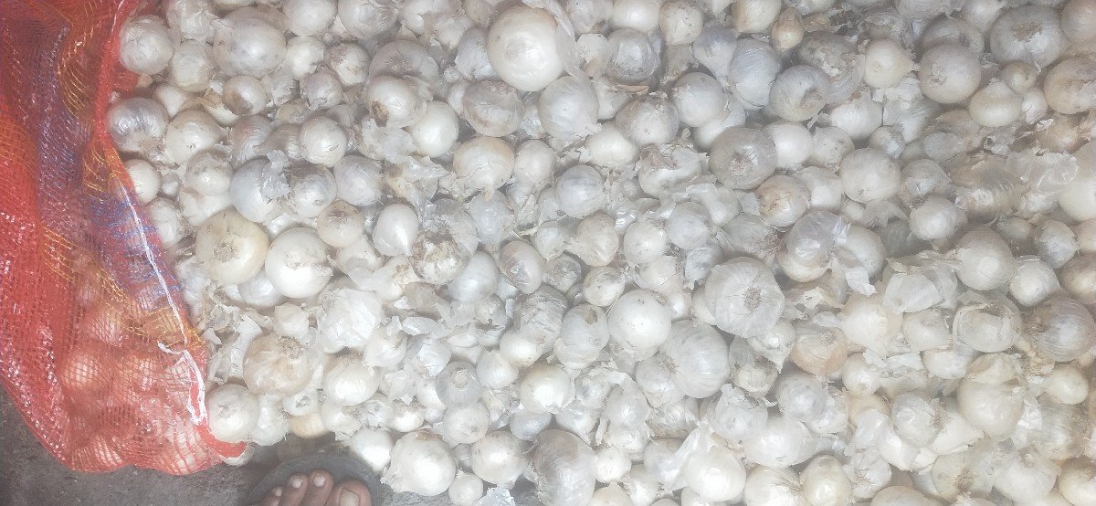 સફેદ ડુંગળી