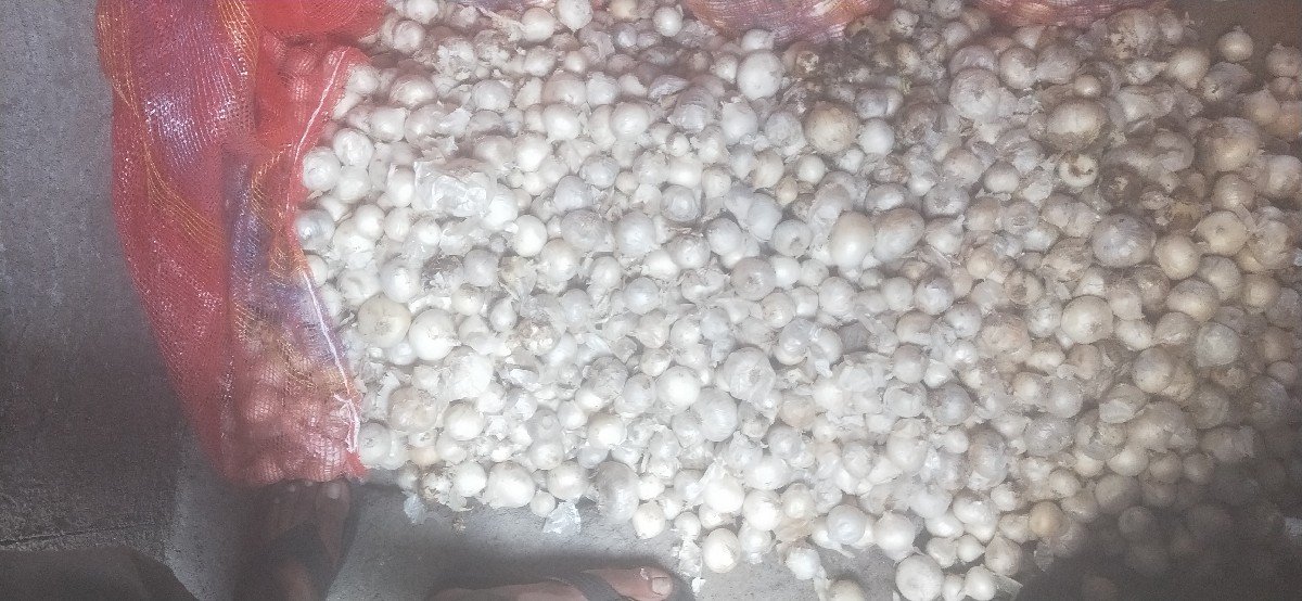 સફેદ ડુંગળી
