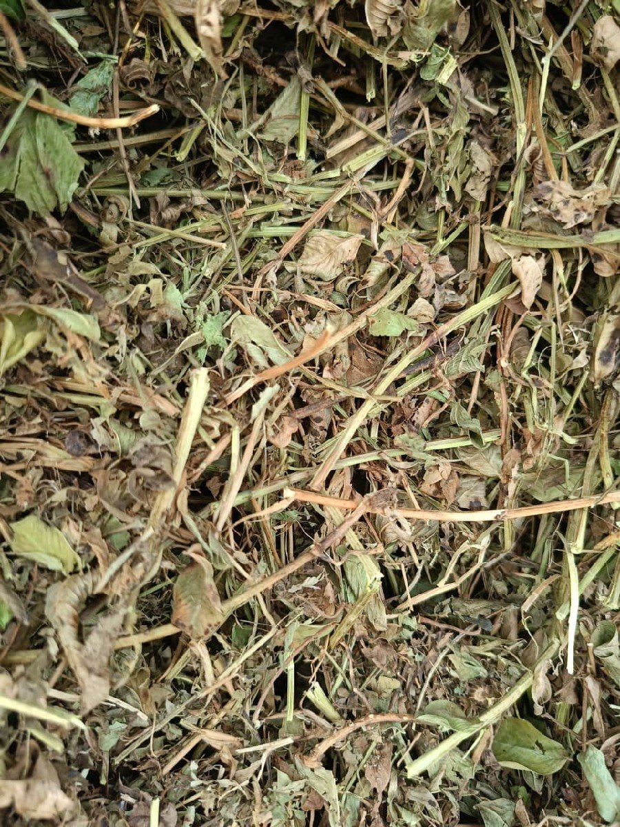 માંડવી પાલો