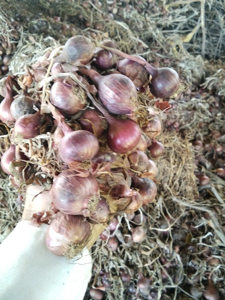 કાજી વેચવા ની છે