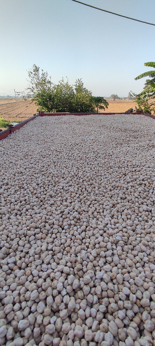 બિયારણ