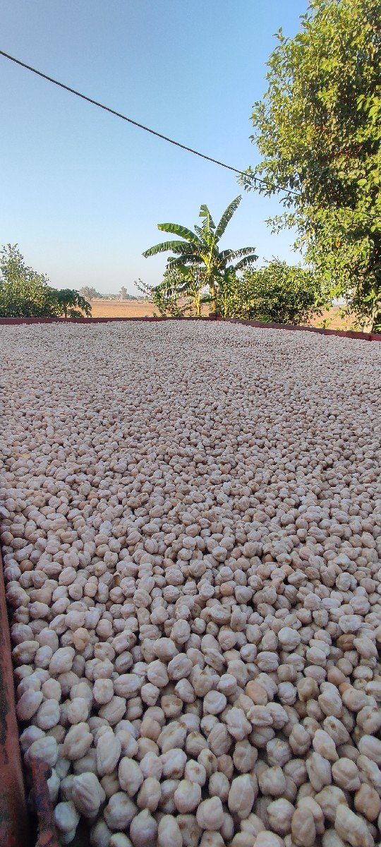 બિયારણ