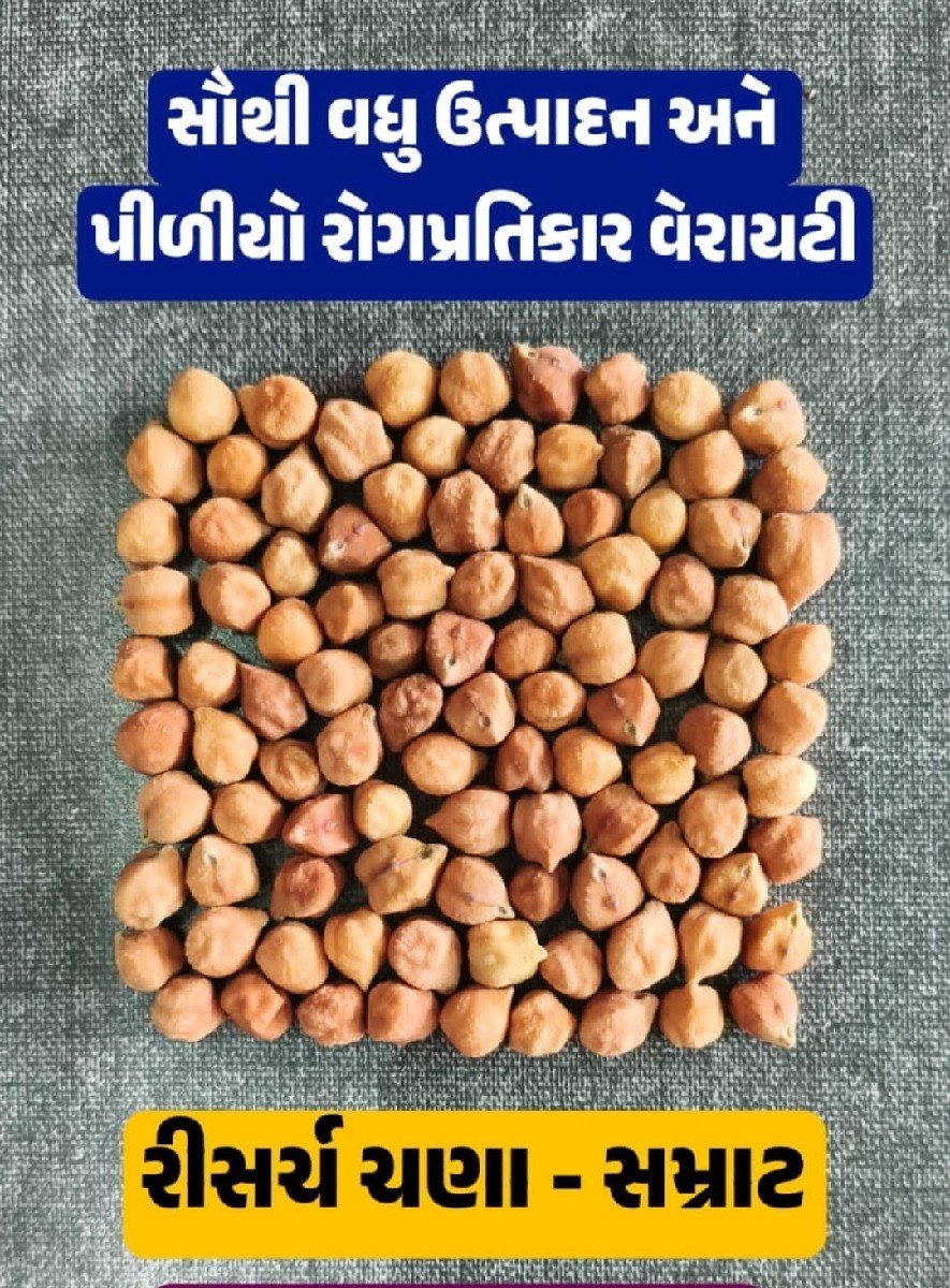 ચણા 3no બિયારણ