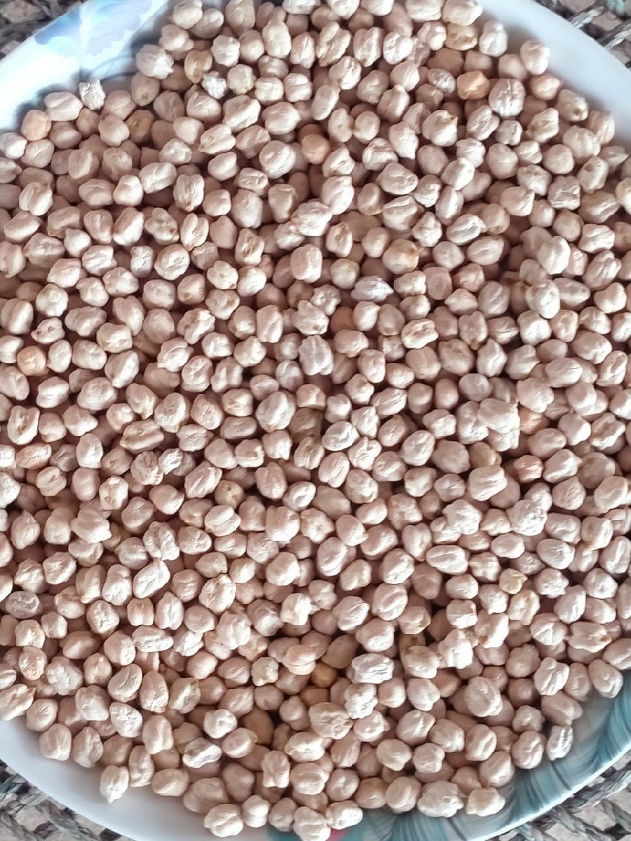 ચણા 1 નંબર બિયારણ