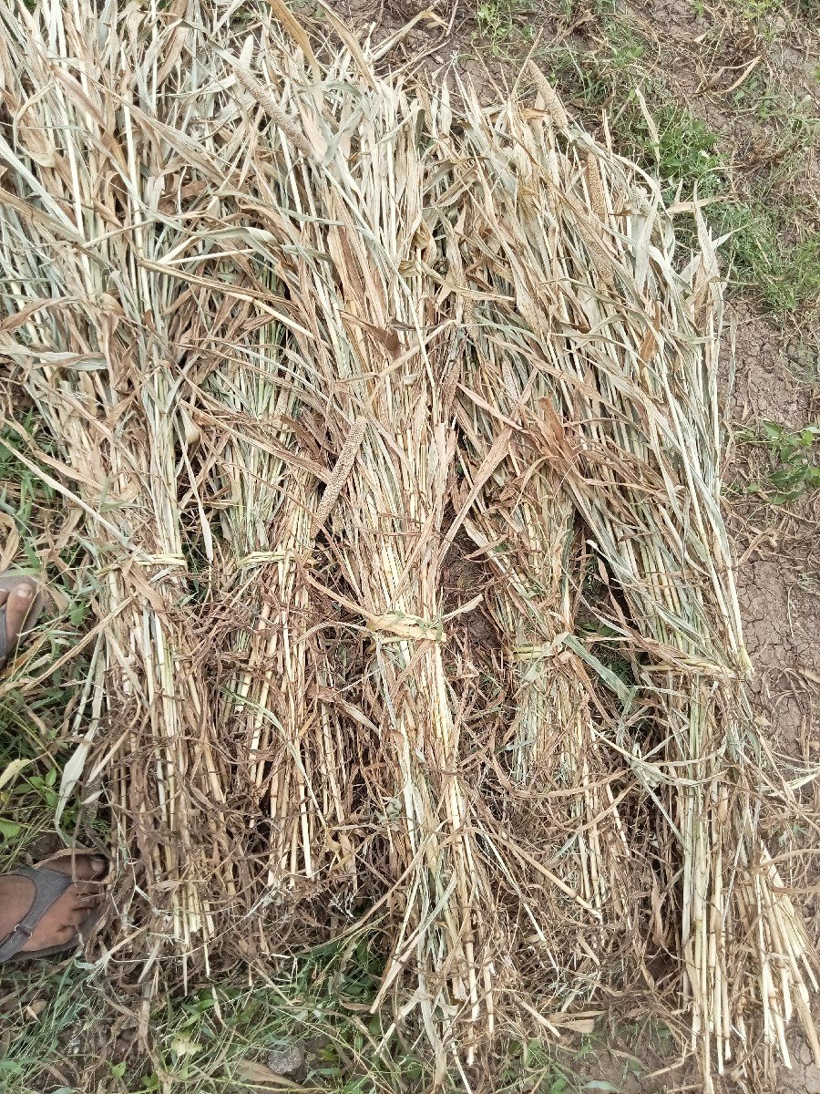 નીરણ