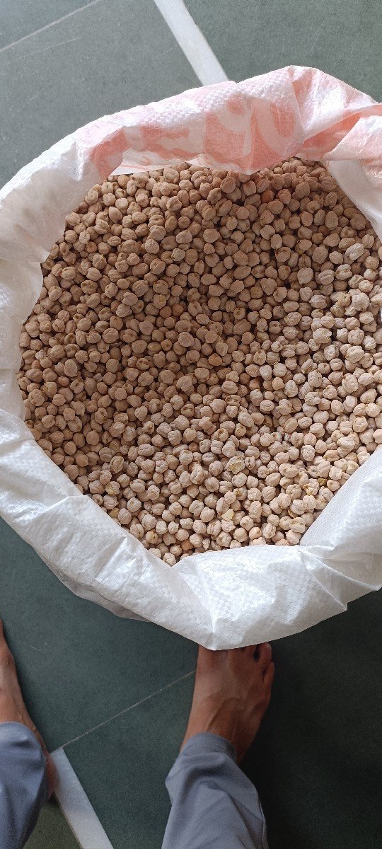 શોલે ચણા બીયારણ માટે વેચવાના છે