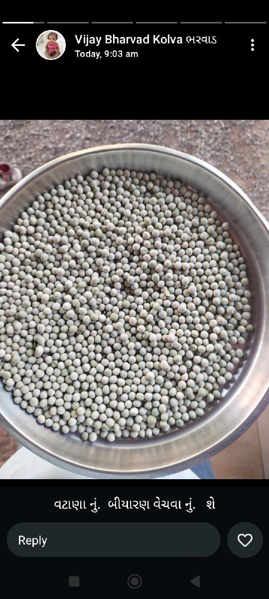 વટાણા નું બી