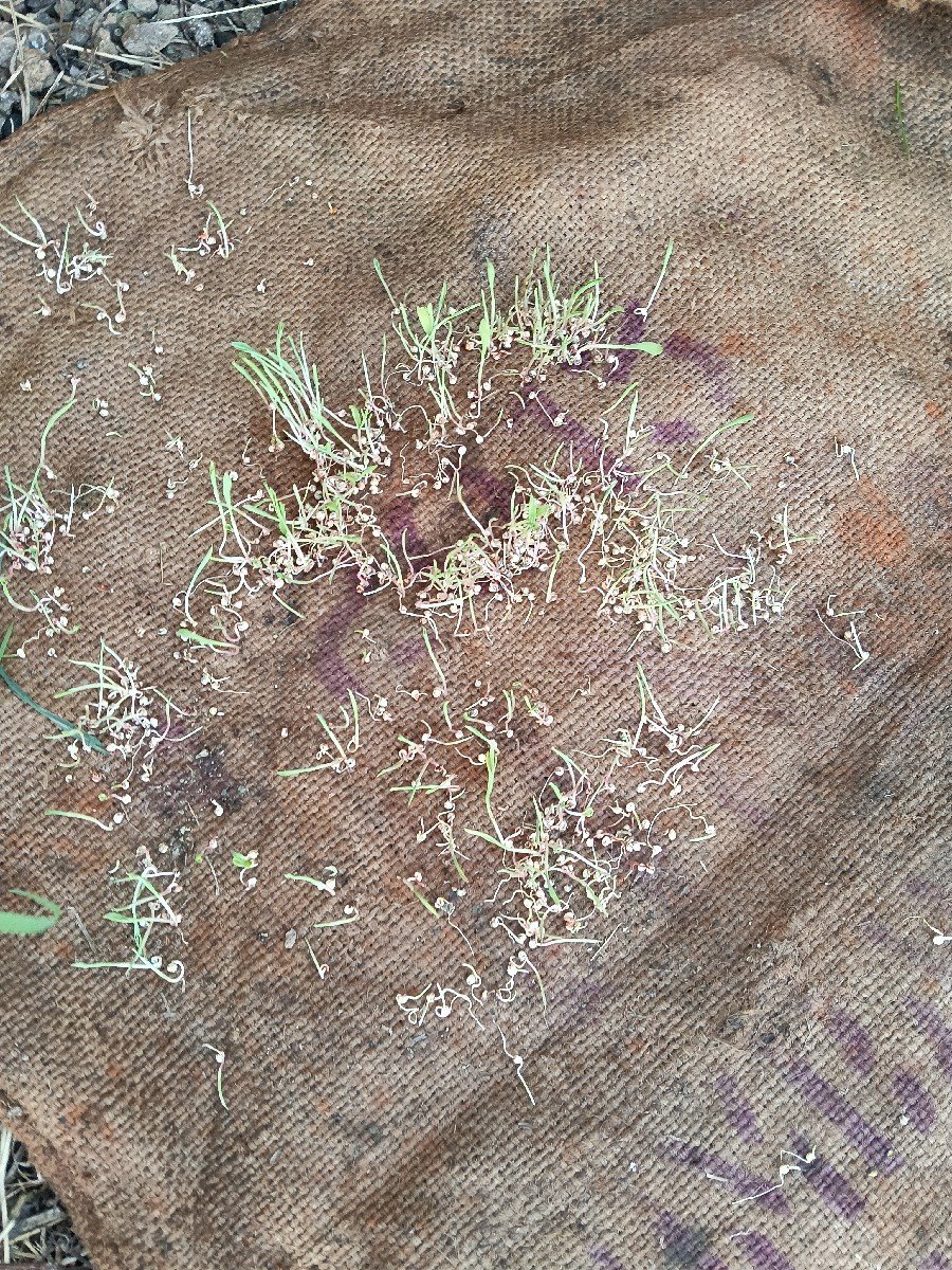 જુવાર નું બિયારણ