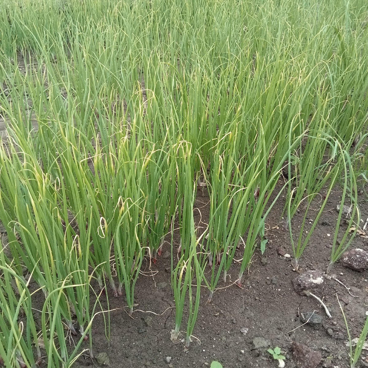 mitro Lal dungri no rop