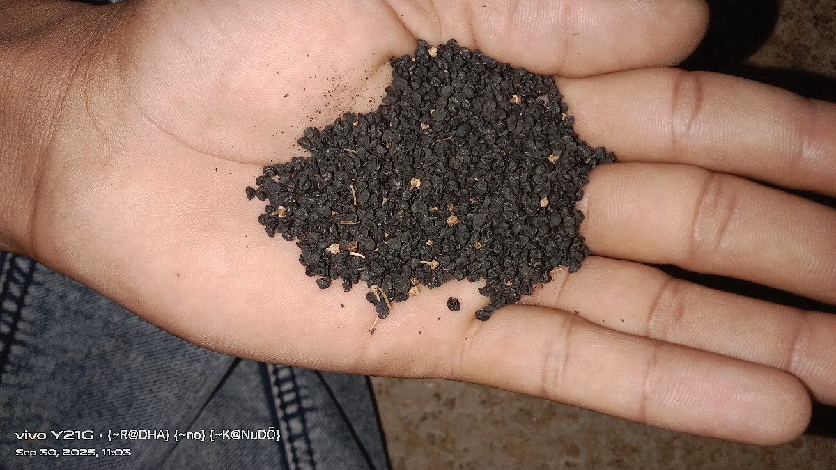 બિયારણ વેચવાનૂ છે.