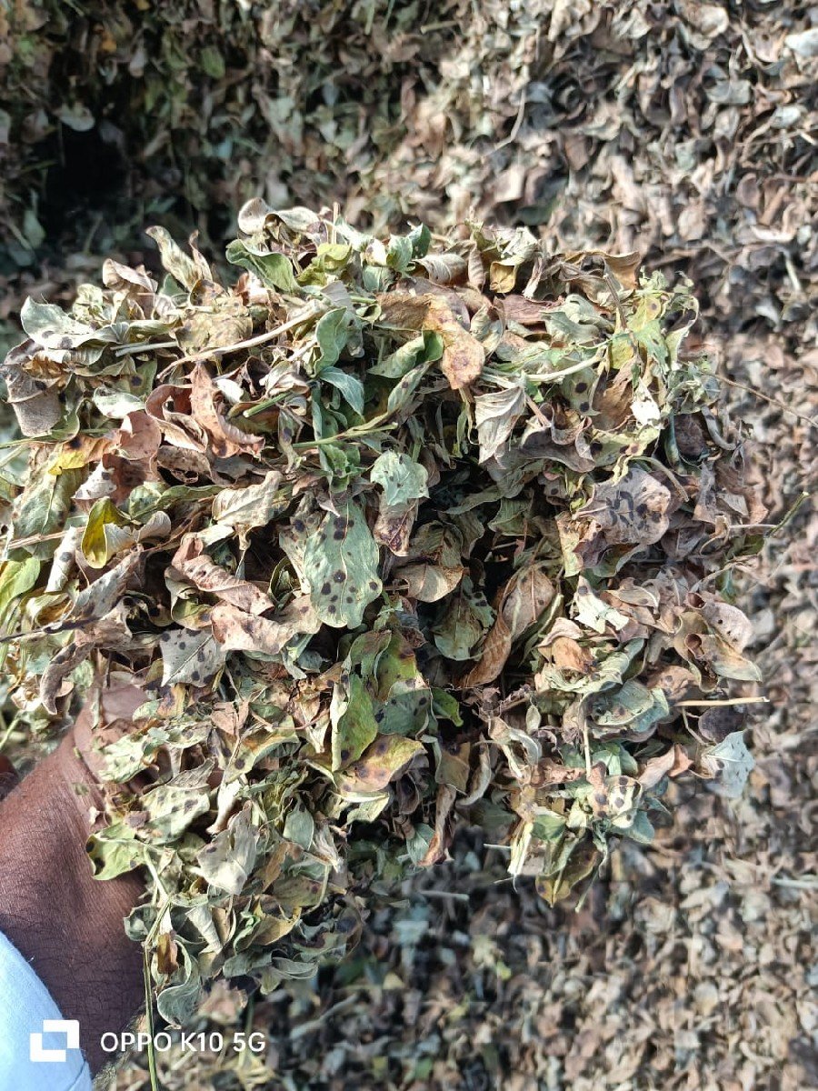 ભૂકો વહેચ વાનો છે
