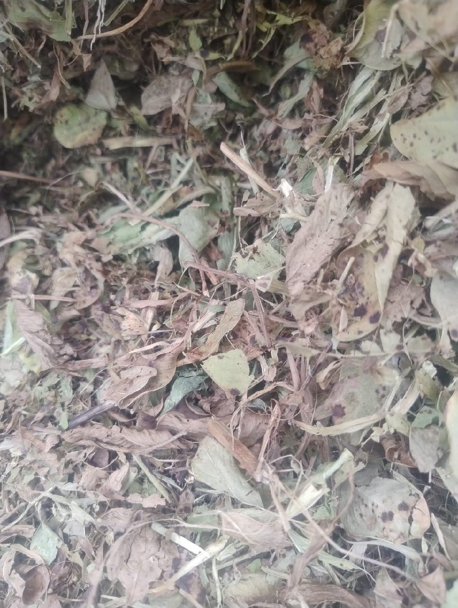 જીવીશ સારો