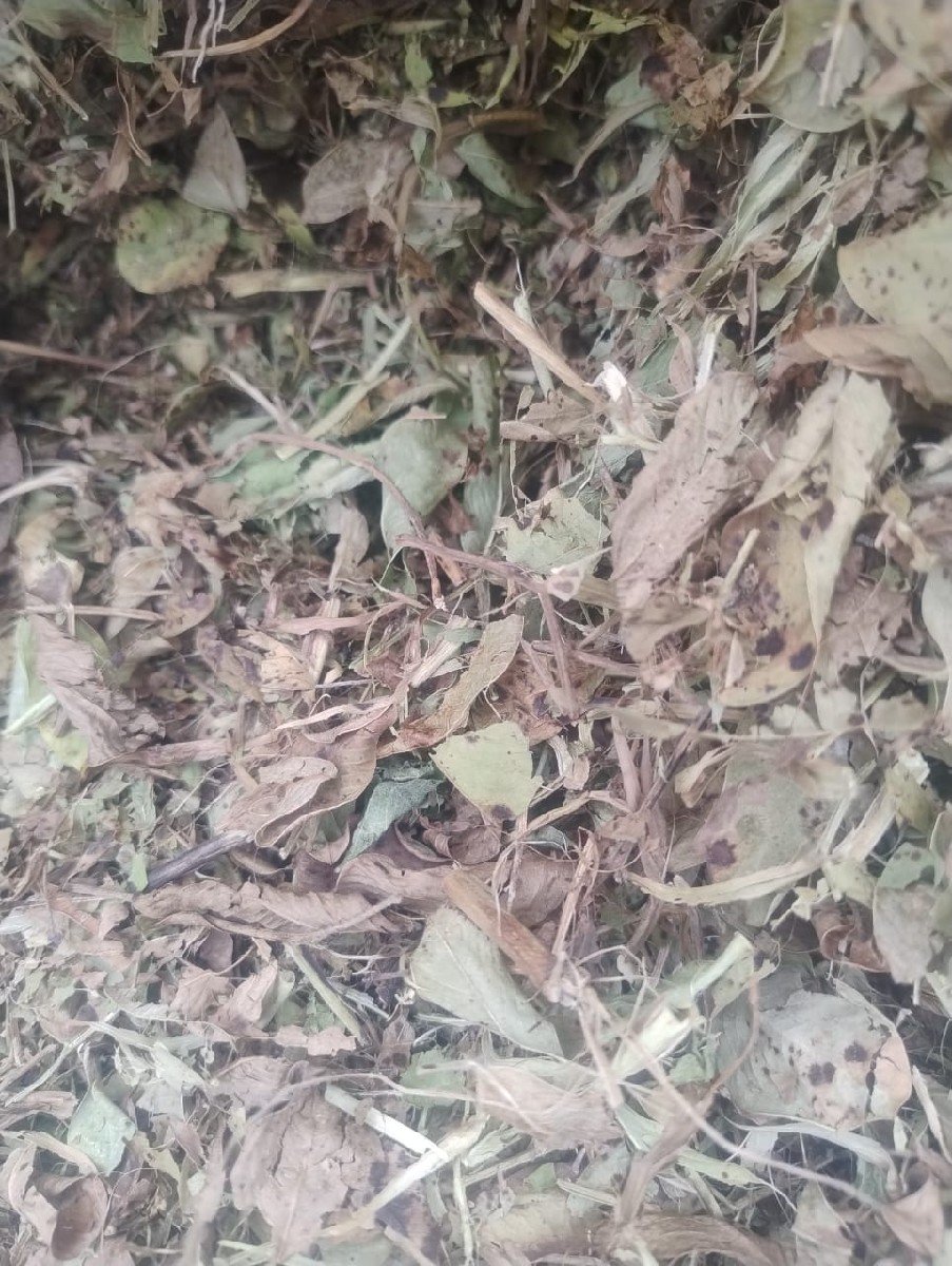 જીવીશ સારો
