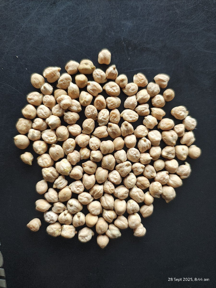 સફેદ ચણા B2