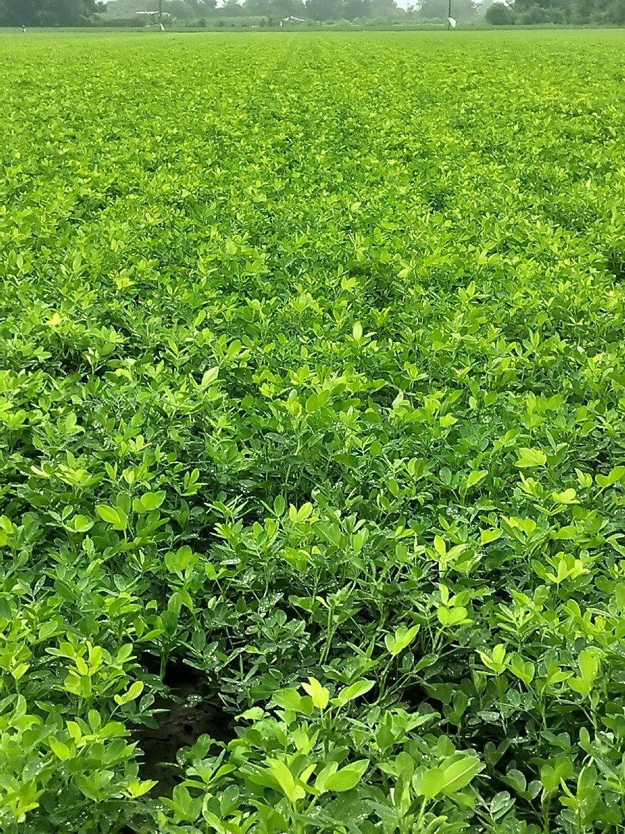 મગફળી નો પાલો