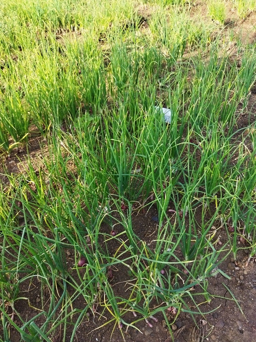 ડુંગળી નો રોપ વેચવા નો છે