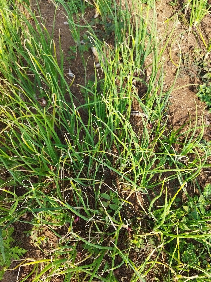 ડુંગળી નો રોપ વેચવા નો છે