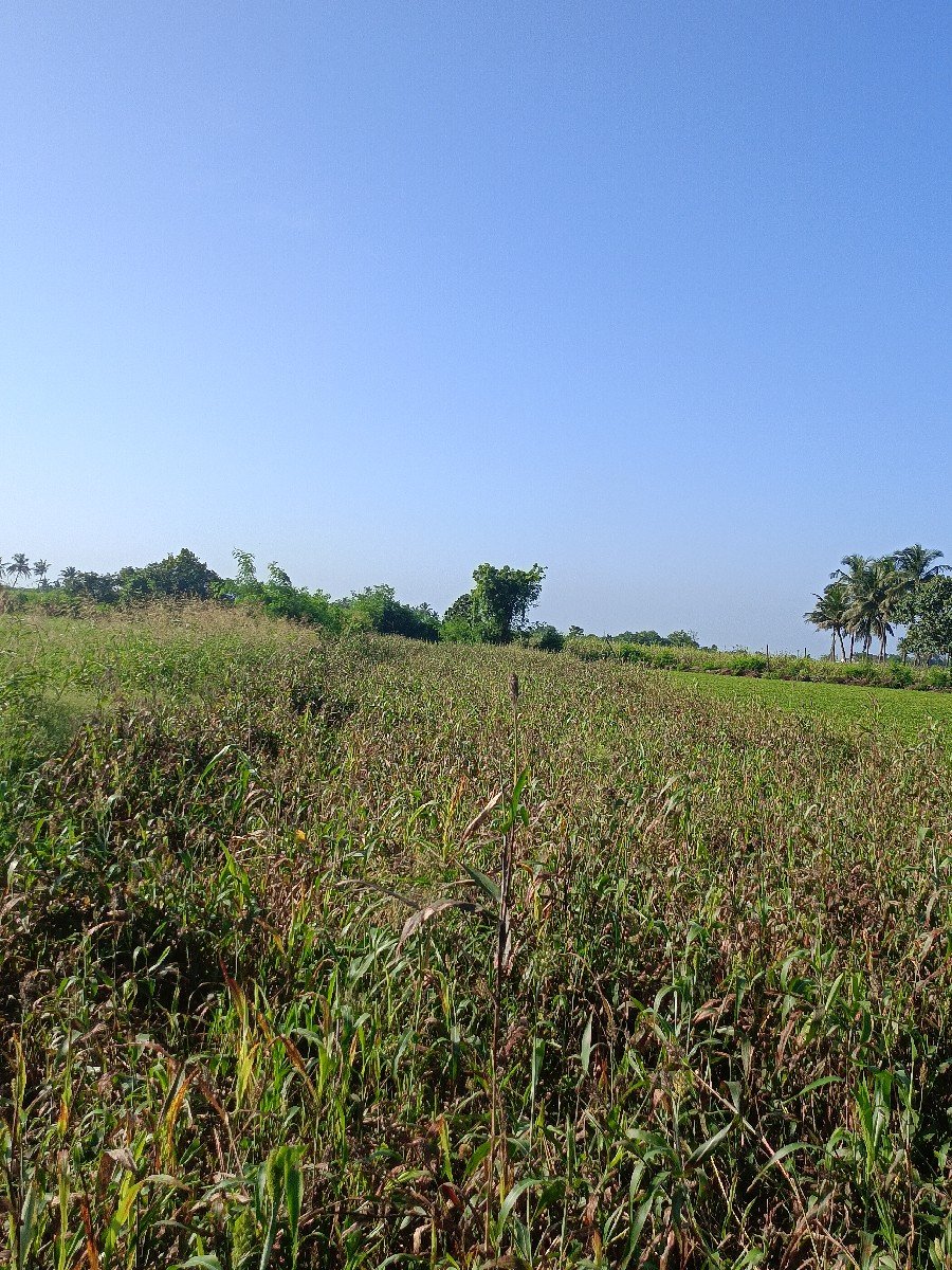 વેચવાનું છે