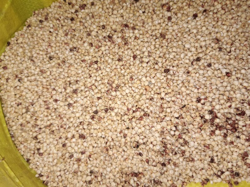 જૂથવાદ ચારો વેચવાની છે