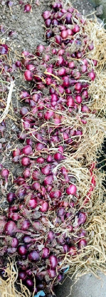 ડુગળનો રોપ અથવા કાજી