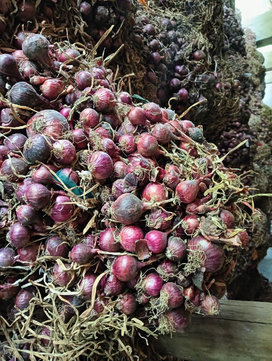 ડુગળનો રોપ અથવા કાજી