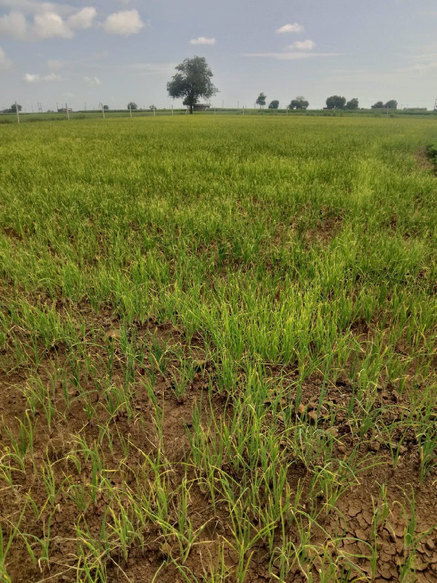 ડુંગળી નો રોપ વેચવા નો છે
