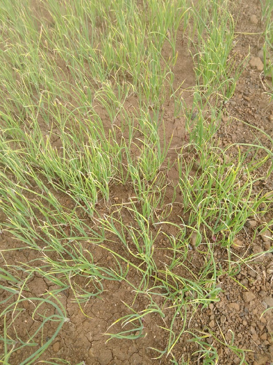 ડુંગળી નો રોપ વેચવા નો છે