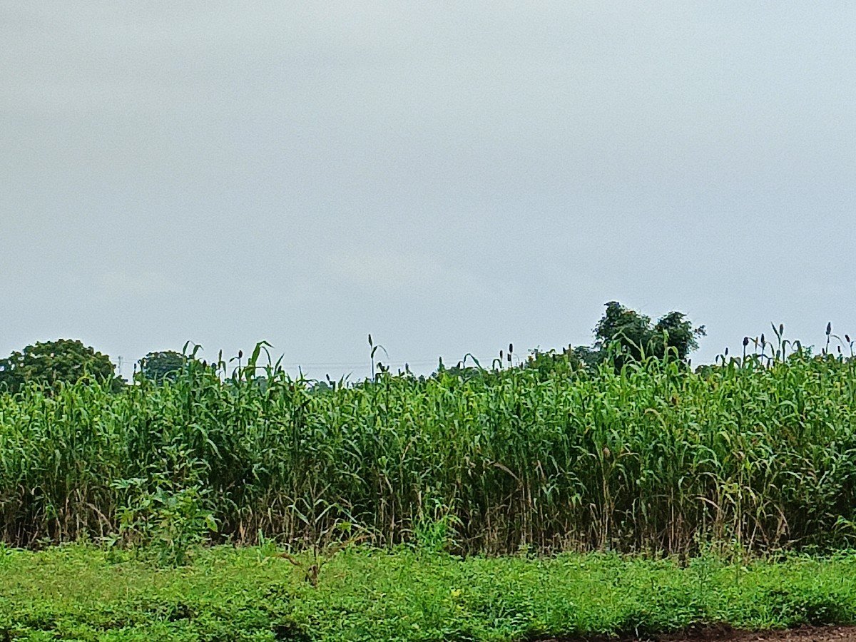 જુવારનો ચારો વેચવાનો છે