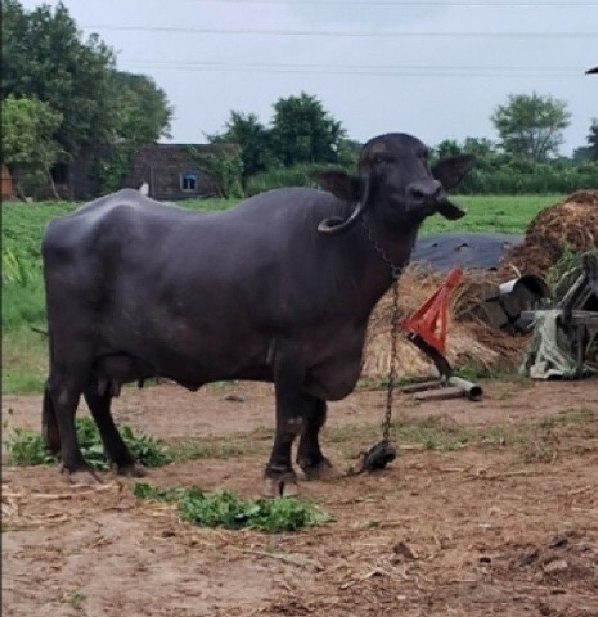 ભેંશ નું  દેશી ઘી