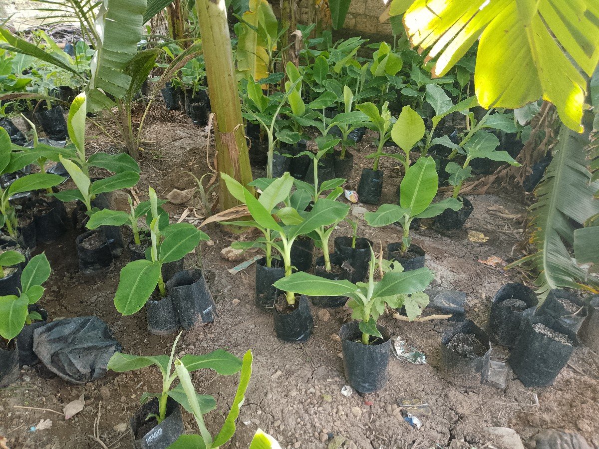 કેળા ના રોપ