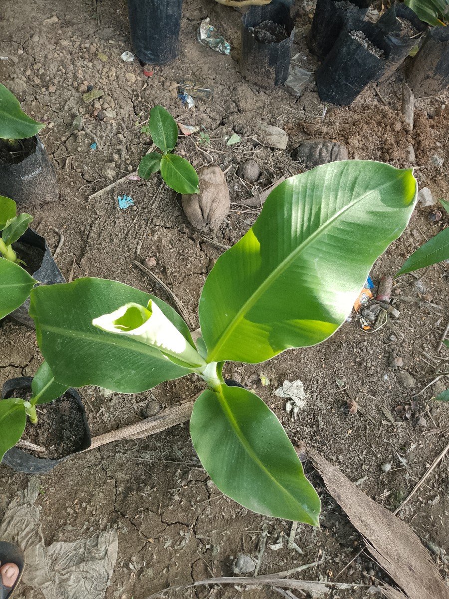 કેળા ના રોપ
