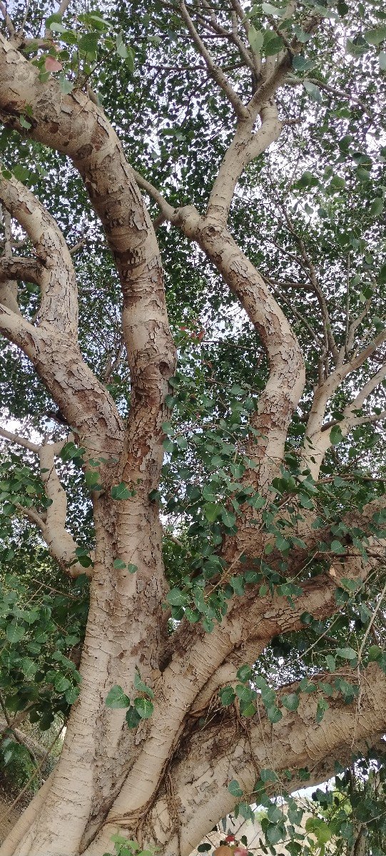 લાકડાં