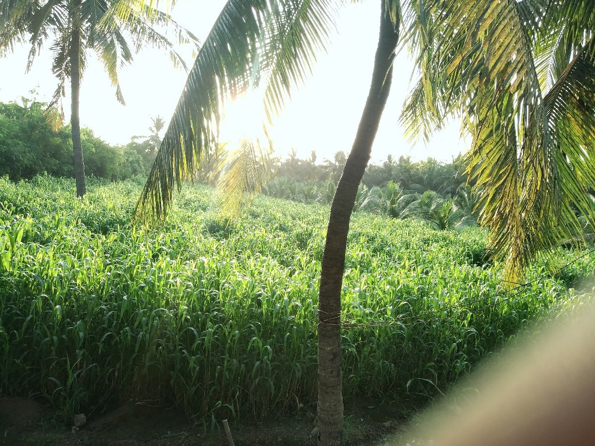 ચારો  વેશવાનોછે