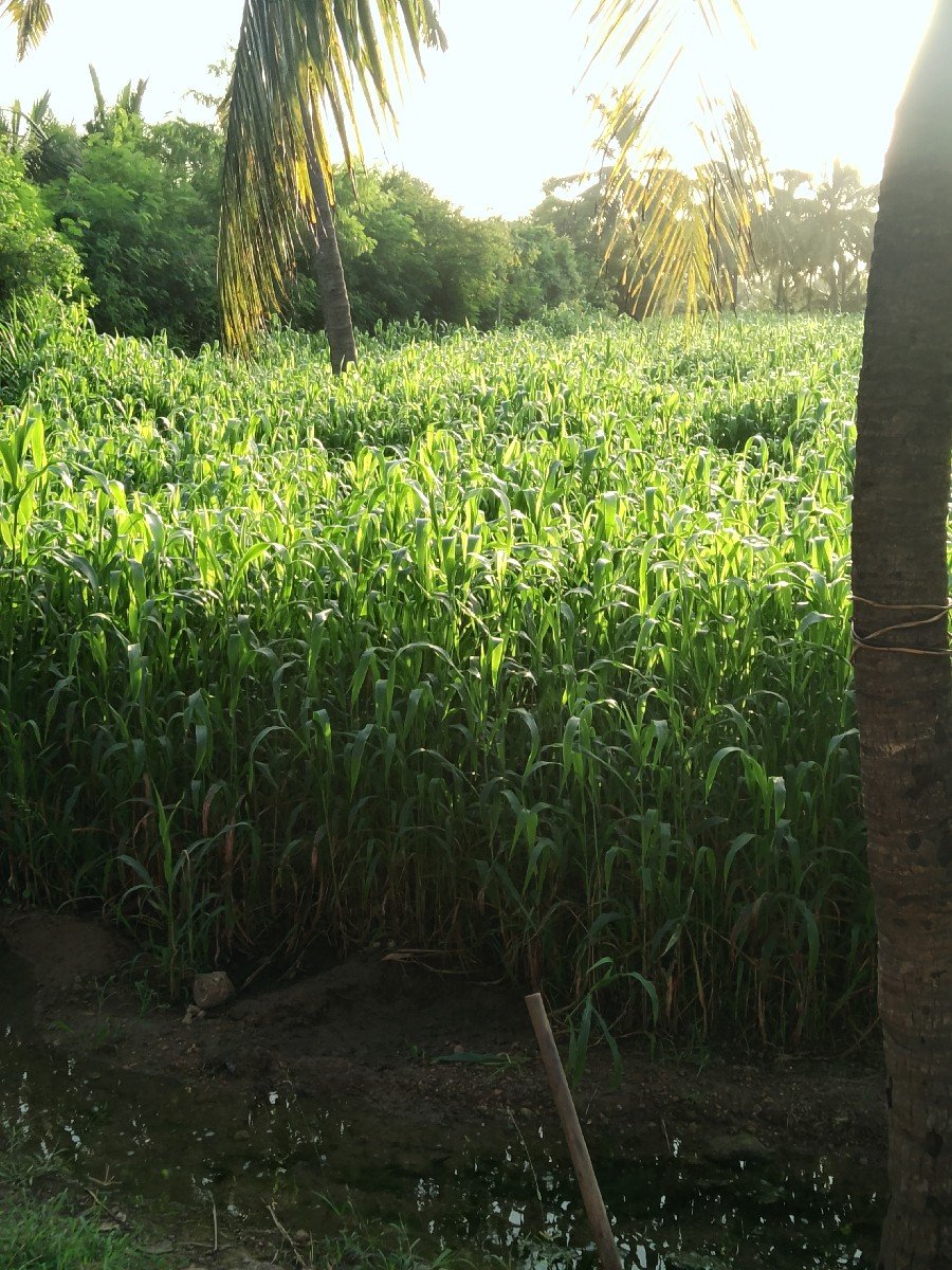 ચારો  વેશવાનોછે
