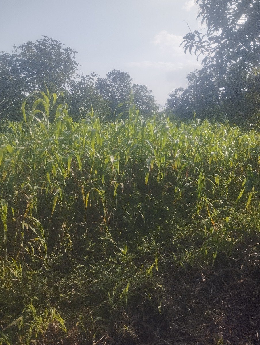જુવાર નો લીલો ચારો વેચવાનો છે.