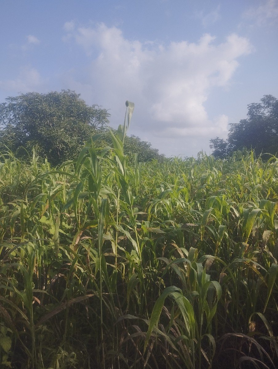 જુવાર નો લીલો ચારો વેચવાનો છે.
