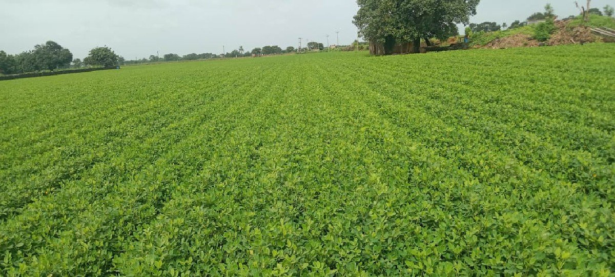 મગફળી નો ચારો વેચવાનો છે
