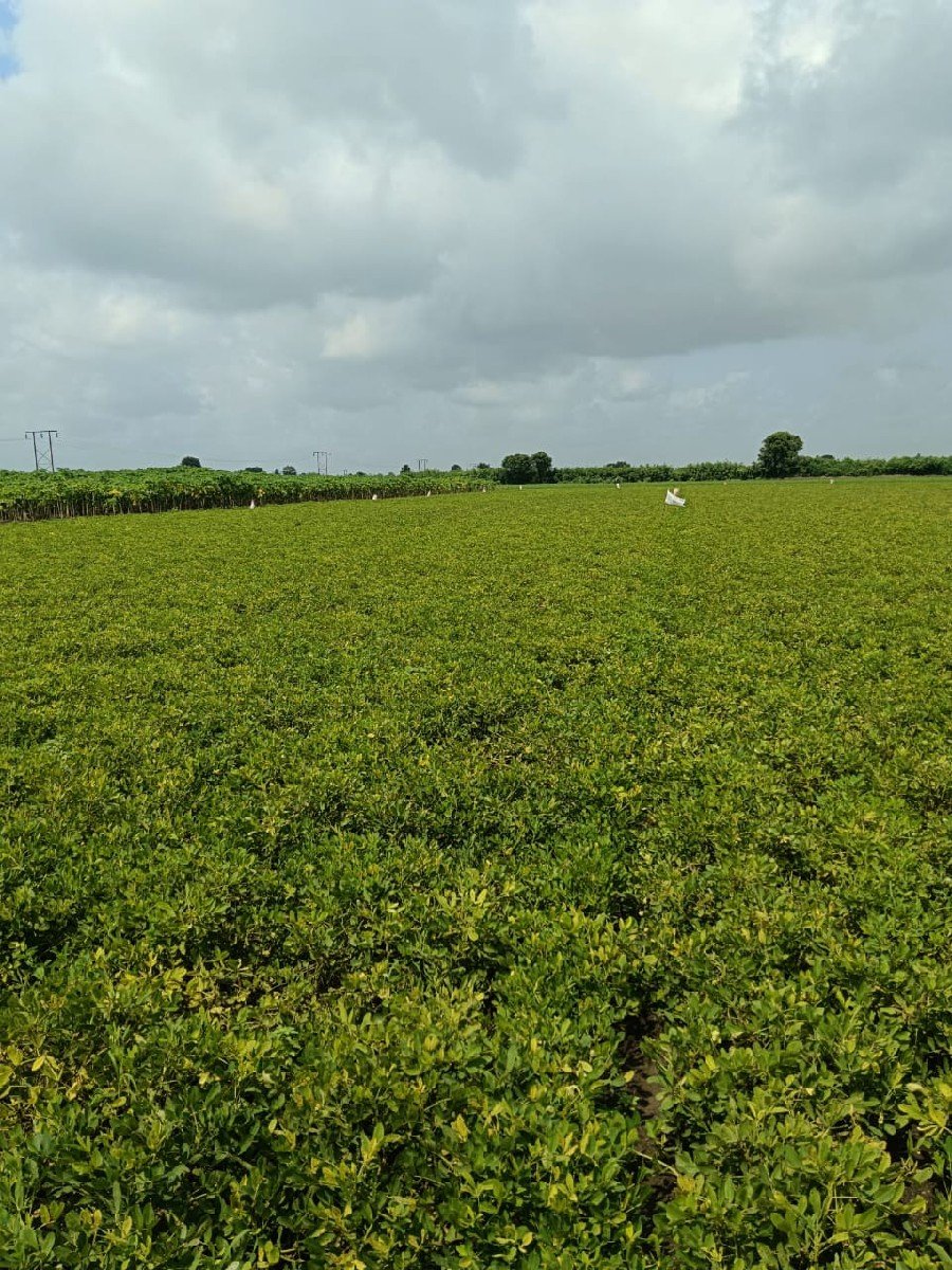 મગફળી નો ચારો